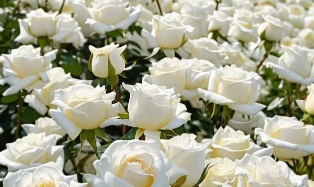 Ini Daftar Bunga yang Bermakna Harapan, Ada Mawar Putih, Cek di Sini