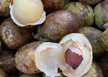 Bukan Buah Biasa, Cek di Sini 5 Manfaat Matoa untuk Kesehatan