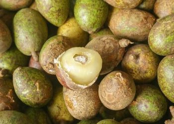 Jangan Anggap Sepele! Konsumsi Matoa Berlebihan Memicu Timbulnya 3 Efek Samping