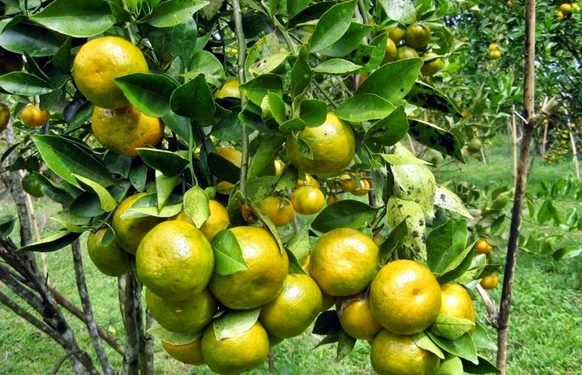 Klaim 6 Manfaat Istimewa Jeruk Keprok untuk Kecantikan, Salah Satunya dapat Mencerahkan