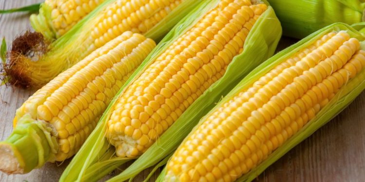 Wow! Klaim Disini 5 Manfaat Istimewa Jagung untuk Kecantikan, Bantu Haluskan Kulit