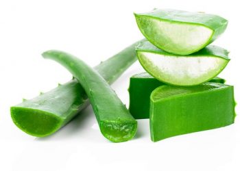 Jarang Diketahui, Cek Disini Tawaran Manfaat Lidah Buaya untuk Menjaga Kesehatan Rambut