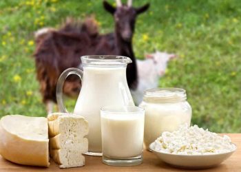 Wajib Tahu! 6 Kelompok Orang Ini Pantang Konsumsi Susu Kambing, Siapa Saja?