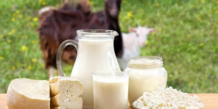 Wajib Tahu! 6 Kelompok Orang Ini Pantang Konsumsi Susu Kambing, Siapa Saja?