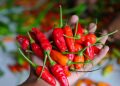 Cabai Rawit Ternyata Baik untuk Tingkatkan Sistem Imun, Ini 5 Manfaatnya untuk Kesehatan