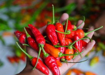 Cabai Rawit Ternyata Baik untuk Tingkatkan Sistem Imun, Ini 5 Manfaatnya untuk Kesehatan