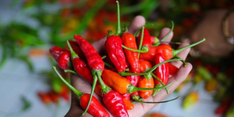 Cabai Rawit Ternyata Baik untuk Tingkatkan Sistem Imun, Ini 5 Manfaatnya untuk Kesehatan
