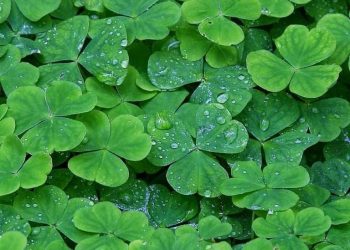 Cek Disini 5 Manfaat Daun Semanggi untuk Ibu Hamil, Bantu Atasi Masalah Pencernaan