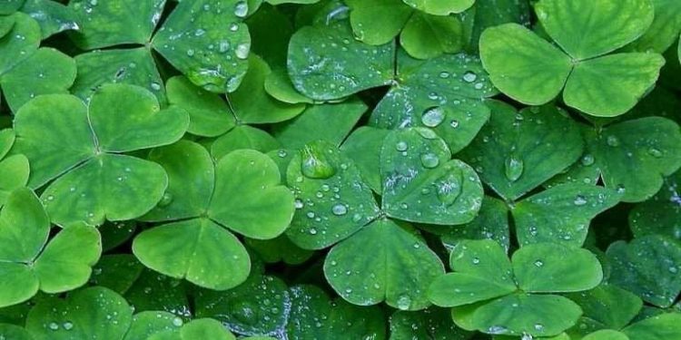 Cek Disini 5 Manfaat Daun Semanggi untuk Ibu Hamil, Bantu Atasi Masalah Pencernaan