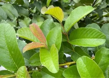 Konsumsi Daun Jambu Biji Berlebihan Bisa Memicu Timbulnya Efek Samping, Ini Penjelasannya!