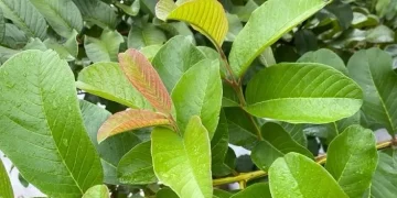 Konsumsi Daun Jambu Biji Berlebihan Bisa Memicu Timbulnya Efek Samping, Ini Penjelasannya!