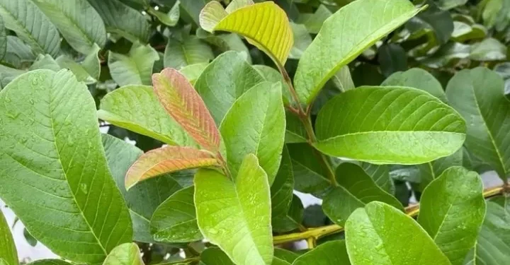 Konsumsi Daun Jambu Biji Berlebihan Bisa Memicu Timbulnya Efek Samping, Ini Penjelasannya!