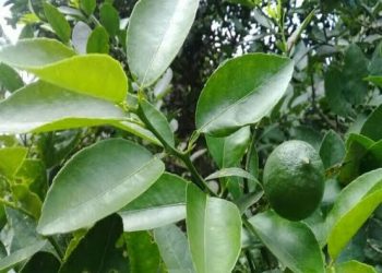 Cek Disini 9 Manfaat Tersembunyi Daun Jeruk Nipis untuk Kesehatan, Ampuh Atasi Flu