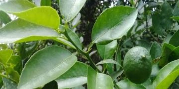 Cek Disini 9 Manfaat Tersembunyi Daun Jeruk Nipis untuk Kesehatan, Ampuh Atasi Flu