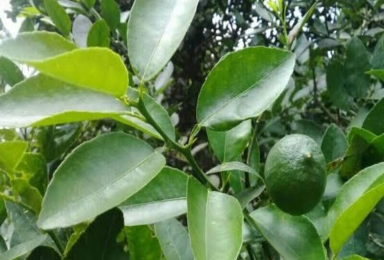 Cek Disini 9 Manfaat Tersembunyi Daun Jeruk Nipis untuk Kesehatan, Ampuh Atasi Flu