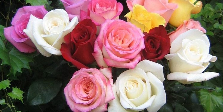 Bingung Mau Tanam Bunga Mawar Jenis Apa di Pekarangan Rumah? Yuk Kenali Terlebih Dahulu!