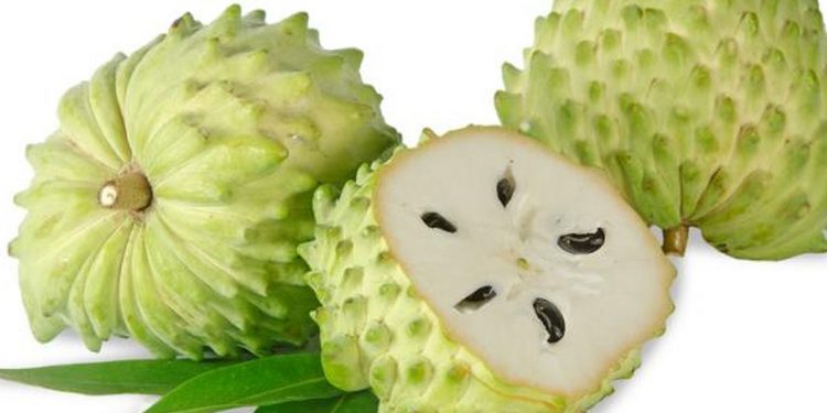 Buah Sirsak Tawarkan 6 Manfaat Utama untuk Jaga Kesehatan Tubuh, Cek Disini!