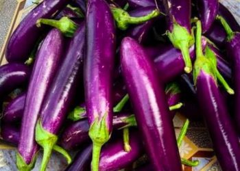 Kenali 5 Efek Samping Konsumsi Terong Ungu Berlebihan, Bikin Keracunan