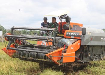 Dandim Seluma Tinjau Panen Padi di Sari Mulyo, Produktivitas Capai 7 Ton per Hektare