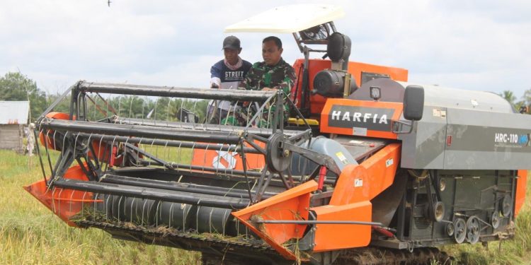 Dandim Seluma Tinjau Panen Padi di Sari Mulyo, Produktivitas Capai 7 Ton per Hektare