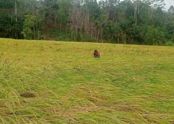 Banjir Rendam Desa Lubuk Resam, Belasan Hektare Padi Gagal Panen