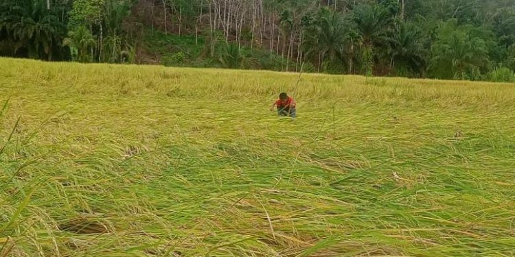 Banjir Rendam Desa Lubuk Resam, Belasan Hektare Padi Gagal Panen