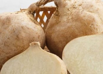 Bengkoang Baik untuk Kesehatan dan Kaya Nutrisi, Cek Manfaat Rincinya di Sini