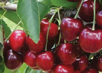 Makin Cantik Alami, Ini Manfaat Buah Ceri untuk Perawatan Kulit, Cek di Sini