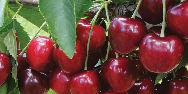 Makin Cantik Alami, Ini Manfaat Buah Ceri untuk Perawatan Kulit, Cek di Sini