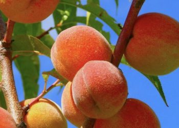 Mampu Menjaga Kadar Gula Darah, Ini Manfaat Buah Persik yang Perlu Diketahui