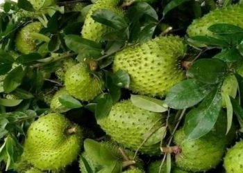 Bisa Mengobati Rematik, Cek Manfaat Lain Daun Sirsak di Sini, Cukup Rutinkan