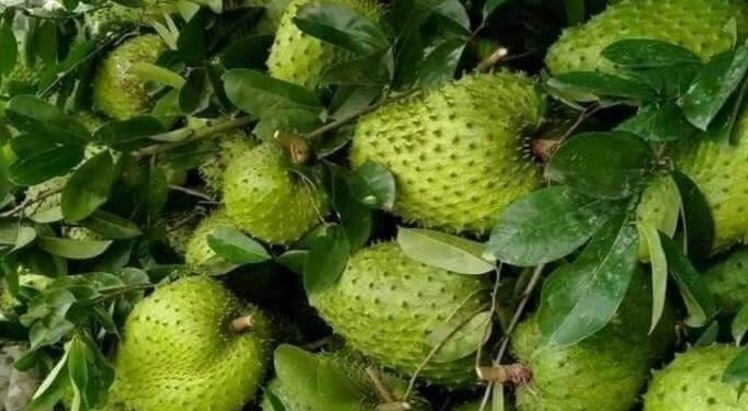 Bisa Mengobati Rematik, Cek Manfaat Lain Daun Sirsak di Sini, Cukup Rutinkan