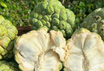 Kulit Lebih Cerah, Ini 6 Manfaat Buah Srikaya untuk Kecantikan, Jarang Diketahui!