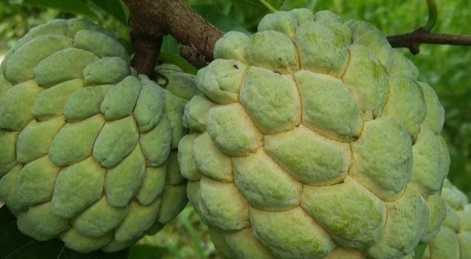 Perlu Tahu! Ini 6 Efek Samping Makan Buah Srikaya Berlebihan, Nomor 3 Jarang Disadari