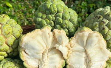 Kulit Lebih Cerah, Ini 6 Manfaat Buah Srikaya untuk Kecantikan, Jarang Diketahui!