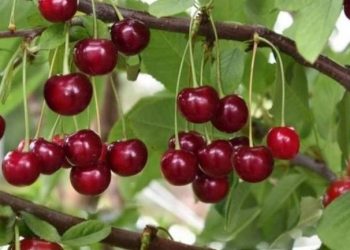 Buah Ceri Menyimpan Manfaat Baik bagi Tubuh, Ampuh Menjaga Risiko Diabetes