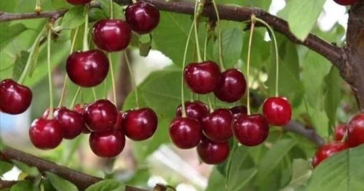 Buah Ceri Menyimpan Manfaat Baik bagi Tubuh, Ampuh Menjaga Risiko Diabetes