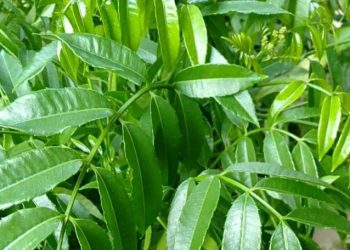 Menyehatkan, Ini Manfaat Lain Daun Kedondong, Ampuh Meningkatkan Kekebalan Tubuh