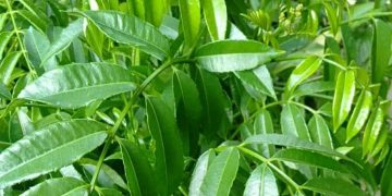 Menyehatkan, Ini Manfaat Lain Daun Kedondong, Ampuh Meningkatkan Kekebalan Tubuh