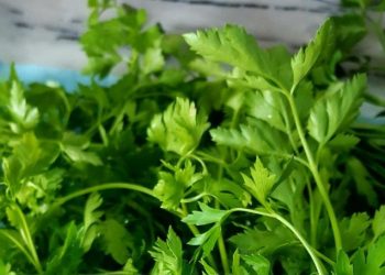 Hati-hati, Ini Efek Samping Makan Daun Seledri Berlebihan, Bisa Menimbulkan Reaksi Alergi