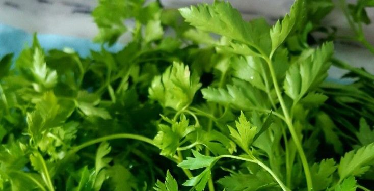 Hati-hati, Ini Efek Samping Makan Daun Seledri Berlebihan, Bisa Menimbulkan Reaksi Alergi