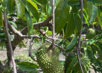 Makan Buah Sirsak Sehari-hari Ini Bisa Membantu Mencegah Sembelit, Cek Manfaatnya