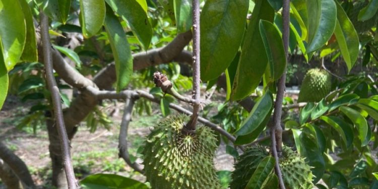 Makan Buah Sirsak Sehari-hari Ini Bisa Membantu Mencegah Sembelit, Cek Manfaatnya