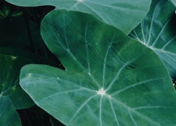 Kaya Nutrisi Alami, Cek Manfaat Daun Talas Ini, Baik untuk Daya Tahan Tubuh