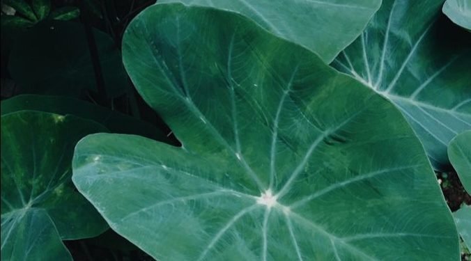 Kaya Nutrisi Alami, Cek Manfaat Daun Talas Ini, Baik untuk Daya Tahan Tubuh