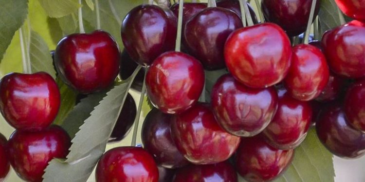 Makan Berlebihan Bisa Sebabkan Kram Perut, Ini Efek Samping Buah Ceri yang Perlu Diketahui