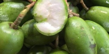 Ibu Hamil Perlu Konsumsi Buah Kedondong, Cek Manfaat di Sini, Ampuh Mendukung Perkembangan Janin