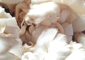 7 Manfaat Jamur untuk Kesehatan Tubuh, Salah Satunya Ampuh Mengontrol Gula Darah