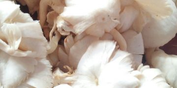 7 Manfaat Jamur untuk Kesehatan Tubuh, Salah Satunya Ampuh Mengontrol Gula Darah
