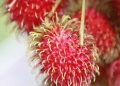 Bisa Mengatasi Masalah Jerawat, Ini Manfaat Lain Rambutan untuk Kecantikan
